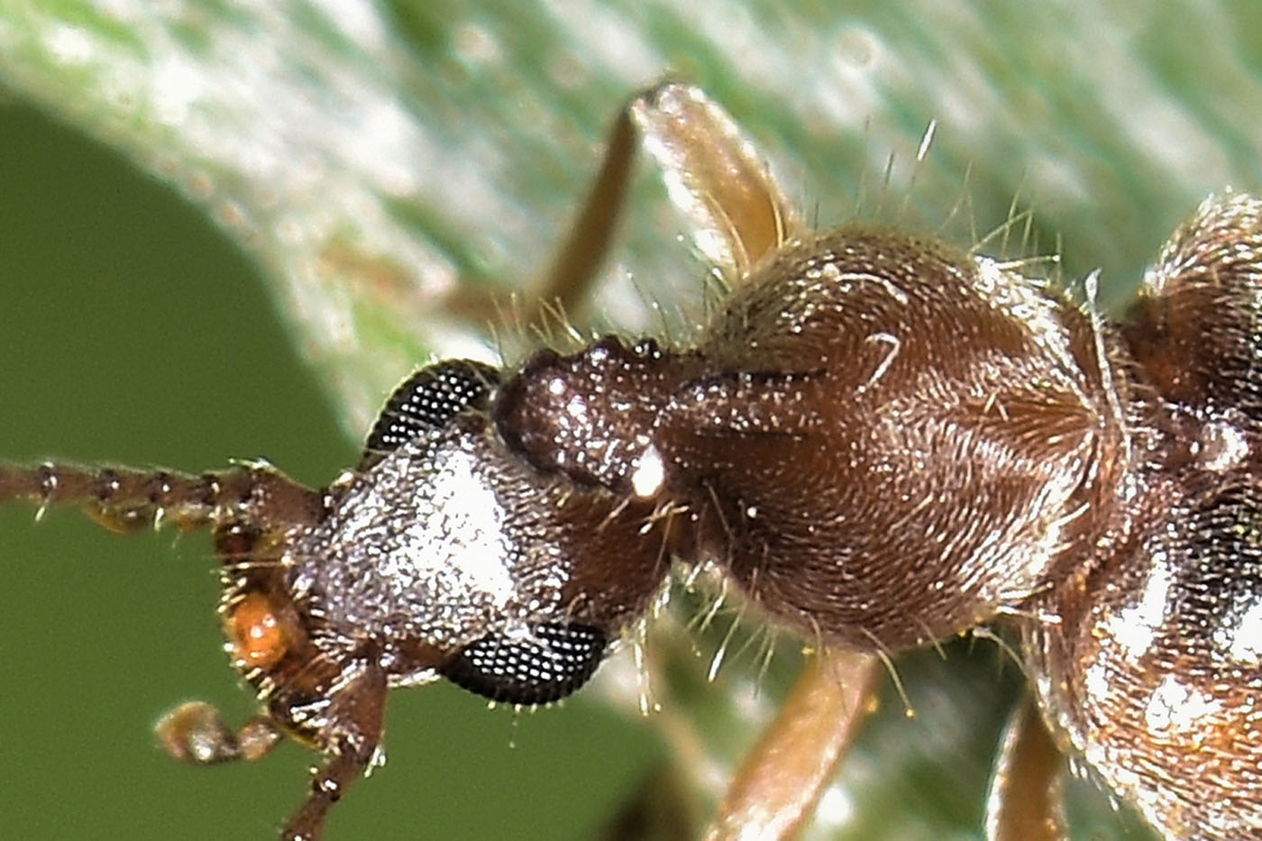 Anthicidae: Notoxus brachycerus? No, N. appendicinus o monoceros